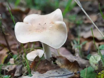 Vagevuurbos en Lippensgoed-Bulskampveld (België)